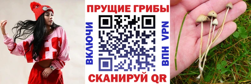 Псилоцибиновые грибы Cubensis  hydra tor  Нея 